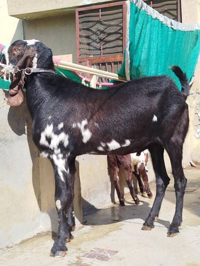 4 dant heavy beauty breeder