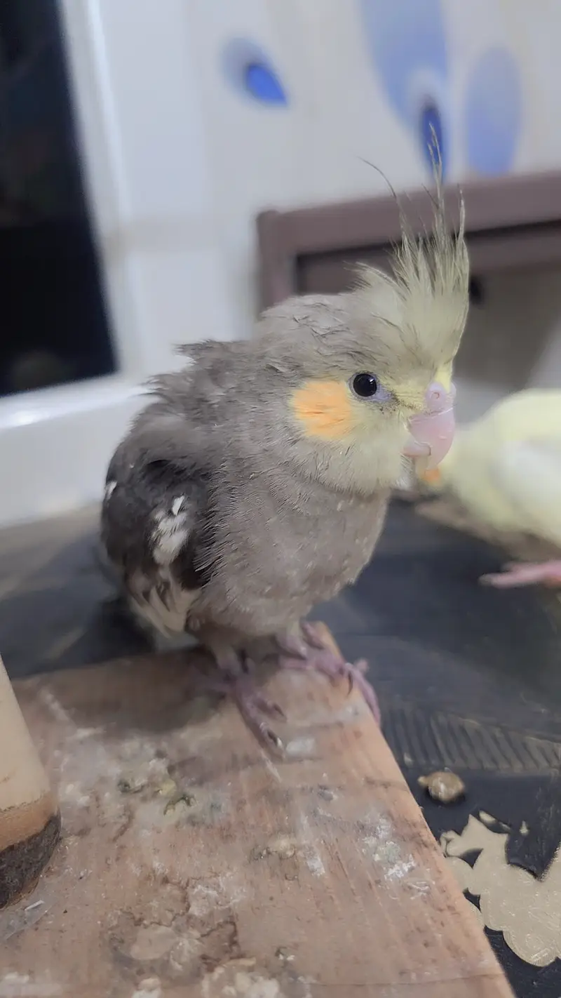 Proper hand-tamed Cockatiel — photo 10
