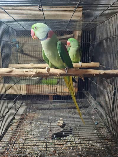 Raw Breeder Pair O32040352O3