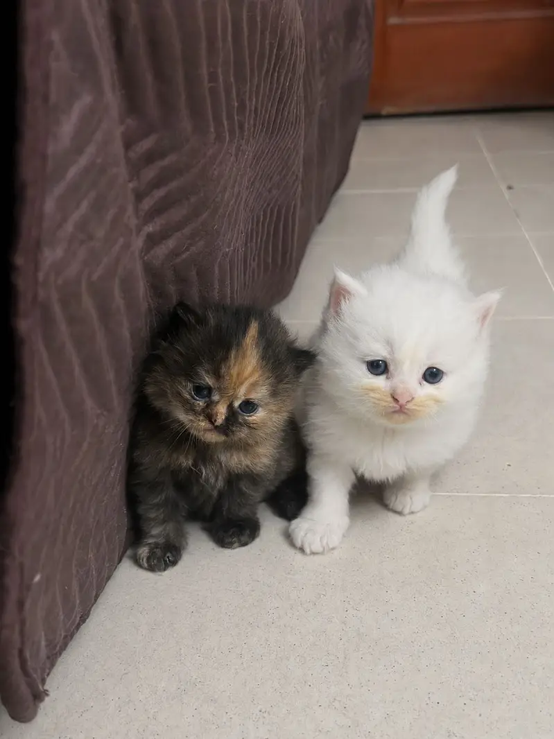 Persian Kitten Triple Coated Golden Eyed — photo 3