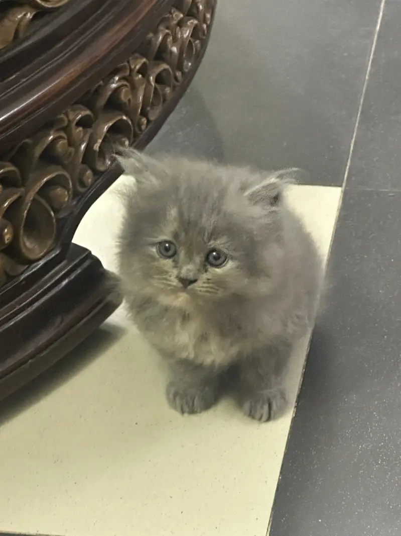 Persian Kitten Triple Coated Golden Eyed — photo 8