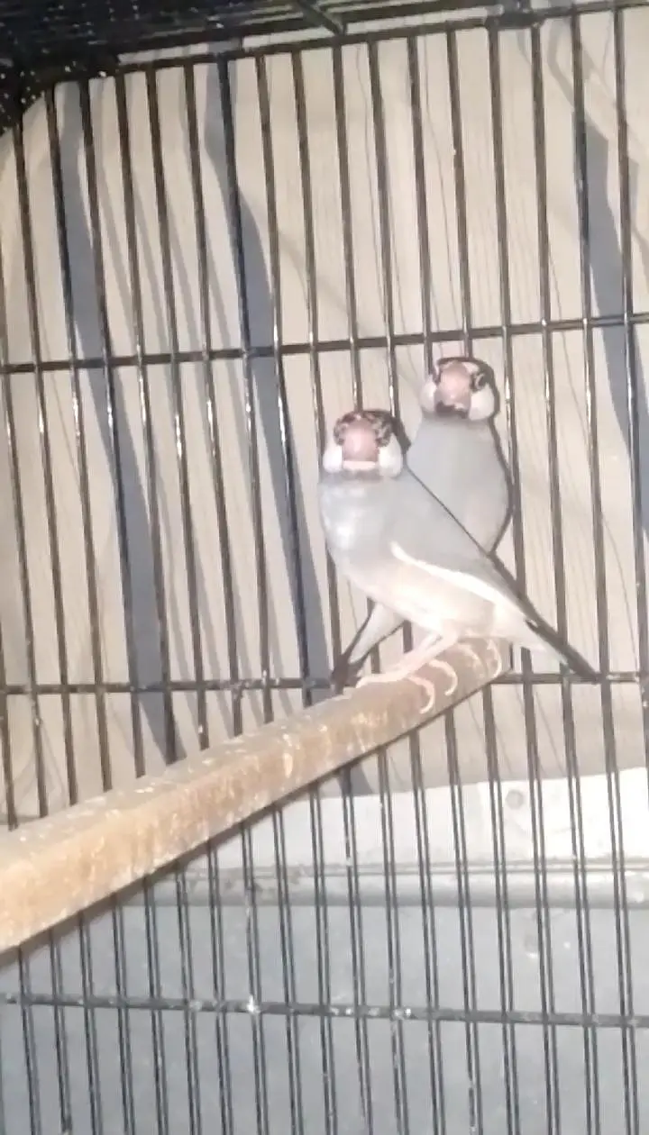 eumo Pastel split ki garentee hai urgent sale — photo 2