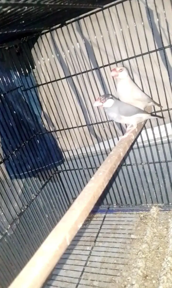 eumo Pastel split ki garentee hai urgent sale — photo 3