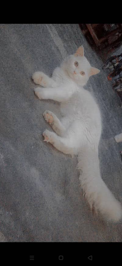 parsion cat double coat male