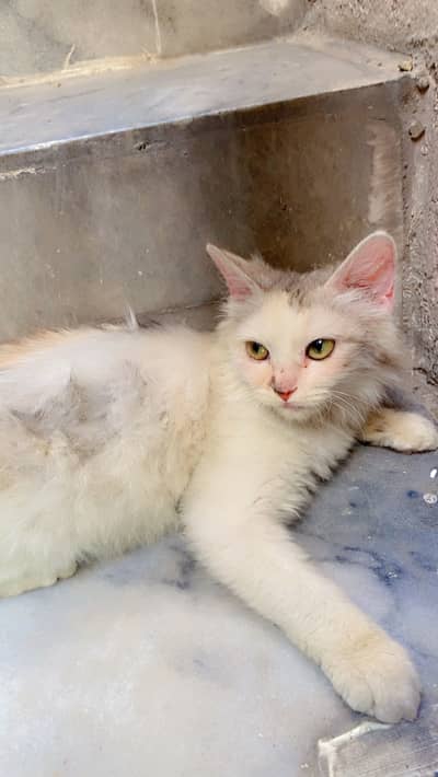 white and brown black cat persion