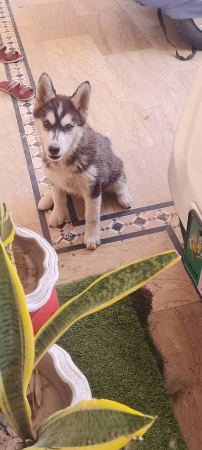 Siberian Husky female for sale