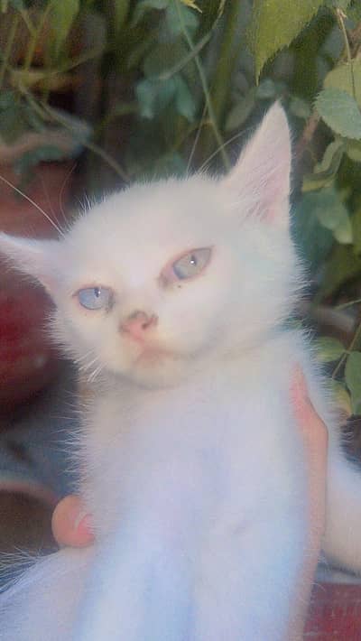 Persian kitten pair