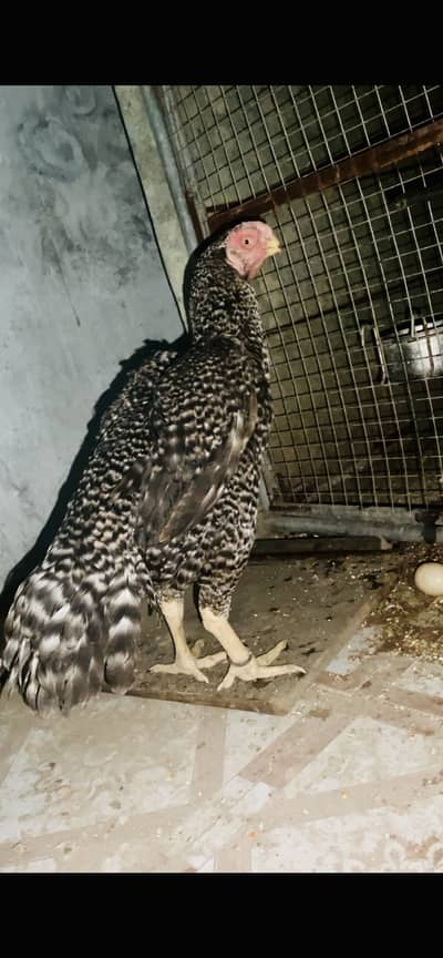 Indian parrot beak breeder female