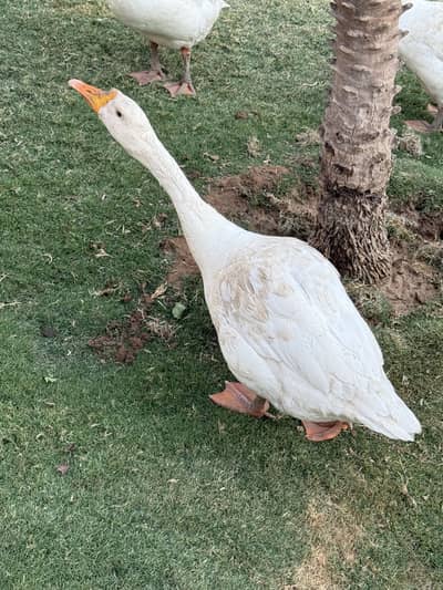 Long neck duck