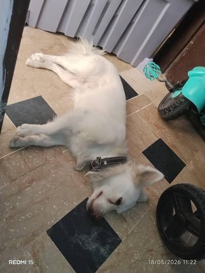 female dog