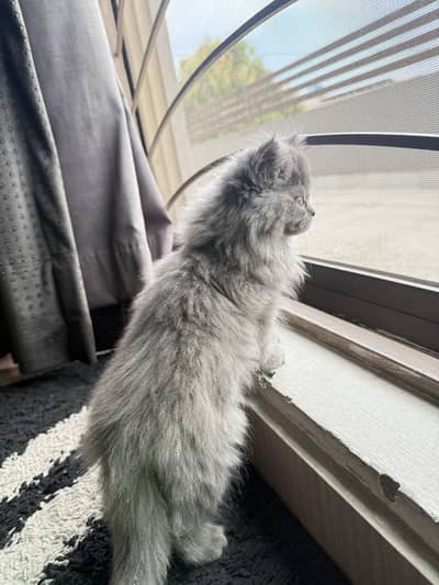 Triple coated persian