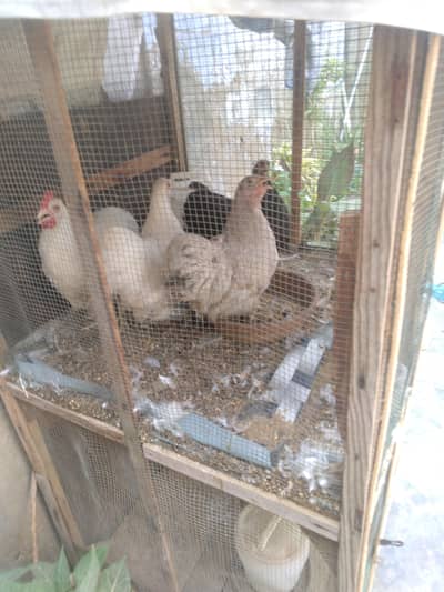 high quality bantum pairs 1 male, 2 females Contact :0314/3/22'5437