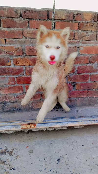 dog husky