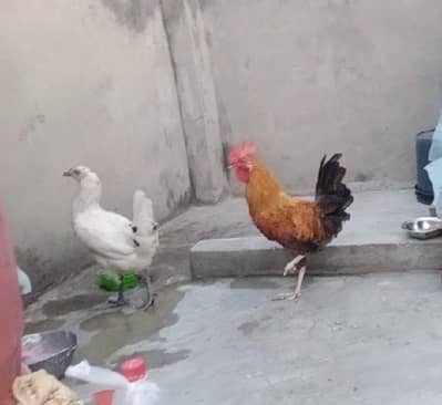 Dasi pair for sale