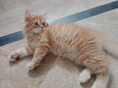 Persian cat trained for sale
