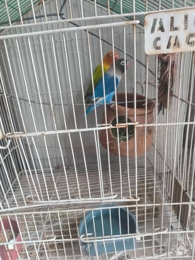 parrots