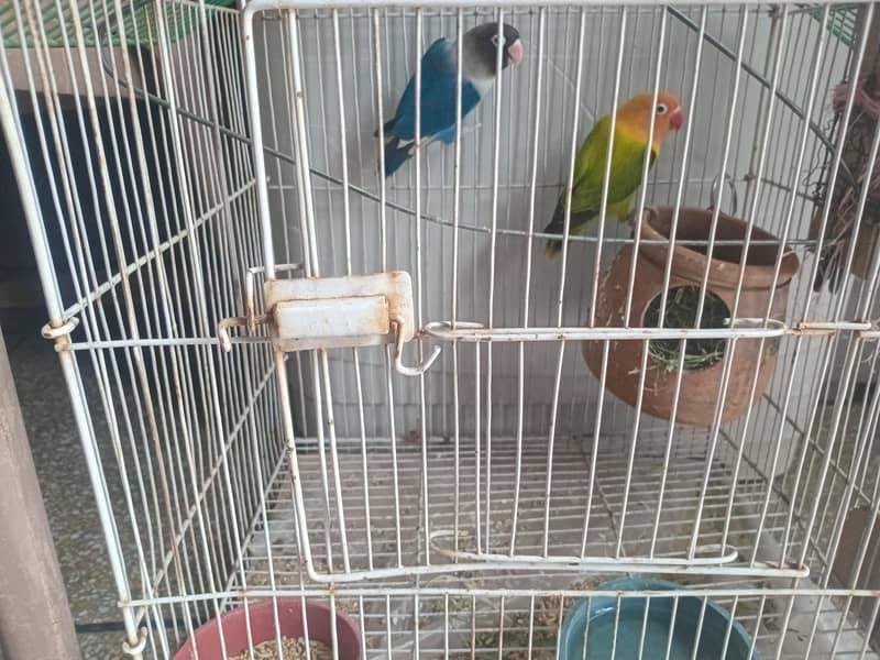 parrots 1