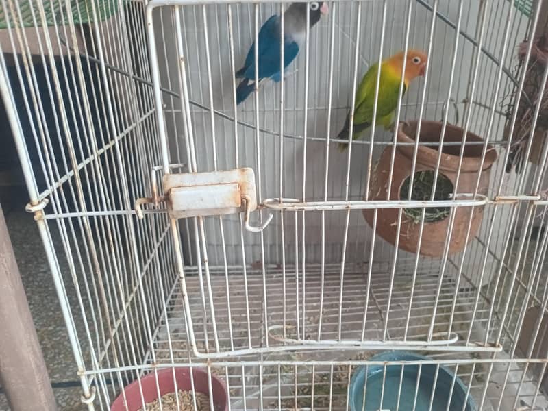 parrots 2