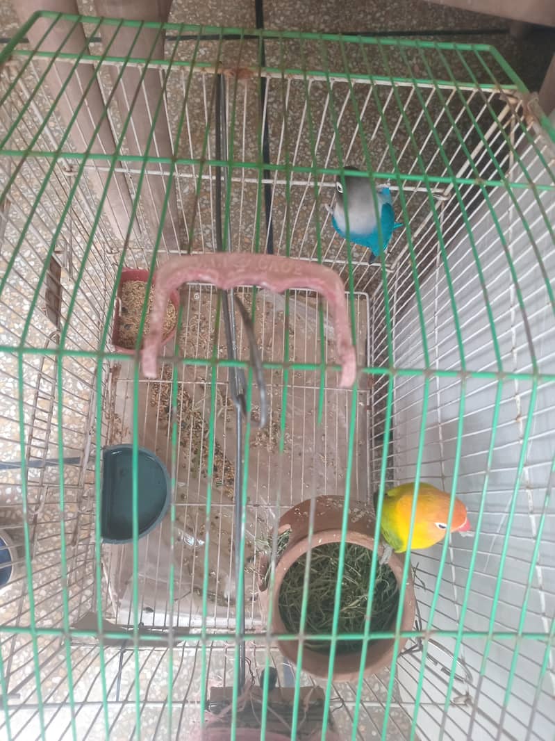 parrots 3