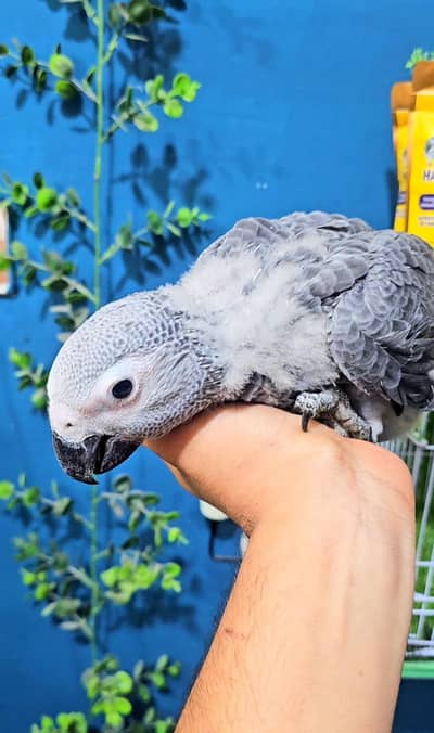 African Grey Parrots Chicks Available