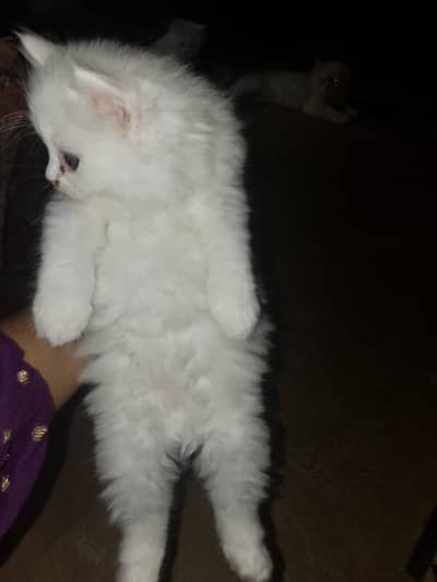 Triple coated Persian kitten
