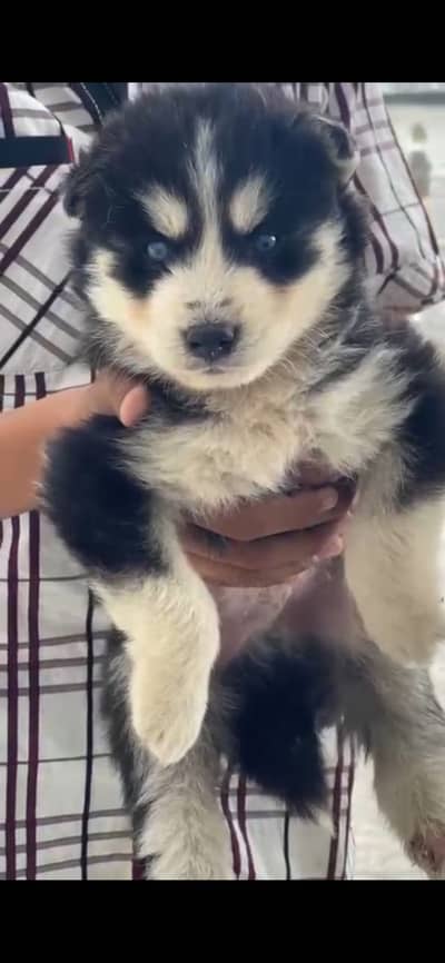 Husky