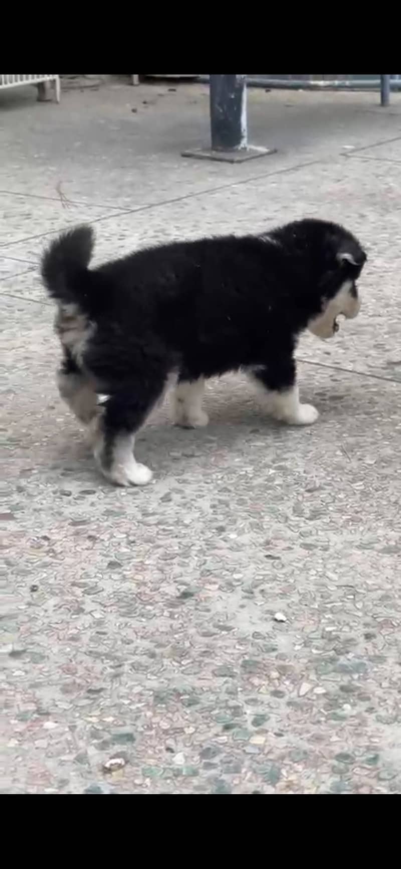 Husky 1