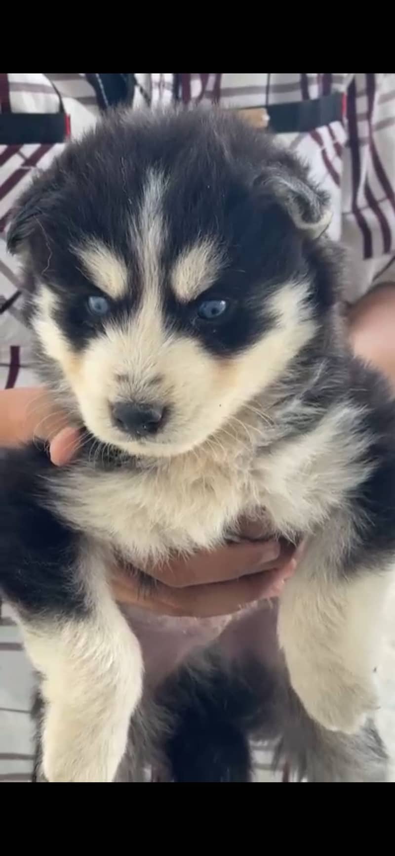 Husky 2