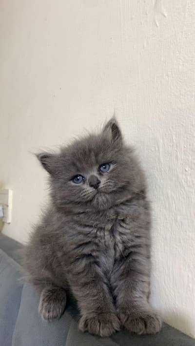 cash on deliveryparshion kitten cat male and female British
