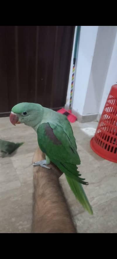 Kashmiri Raw chicks Jambo size