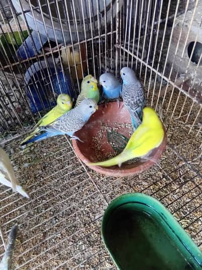 ostrlin bare toty love birds parrot