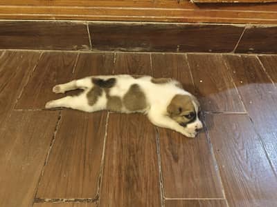 Afghan Kuchi Pure Puppy | 30 Days Old