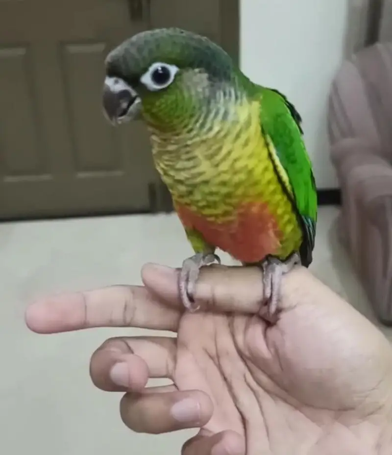 Beautiful Pienapple & yellow sided conure pairs for sale