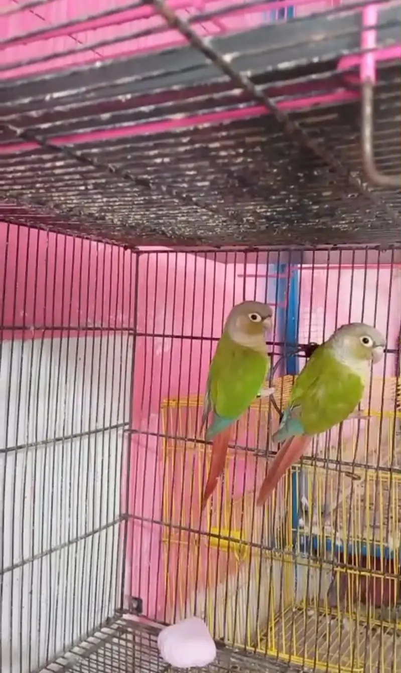 Beautiful Pienapple & yellow sided conure pairs for sale — photo 2