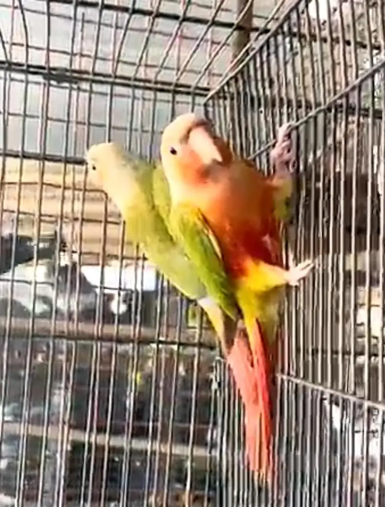 Beautiful Pienapple & yellow sided conure pairs for sale — photo 3