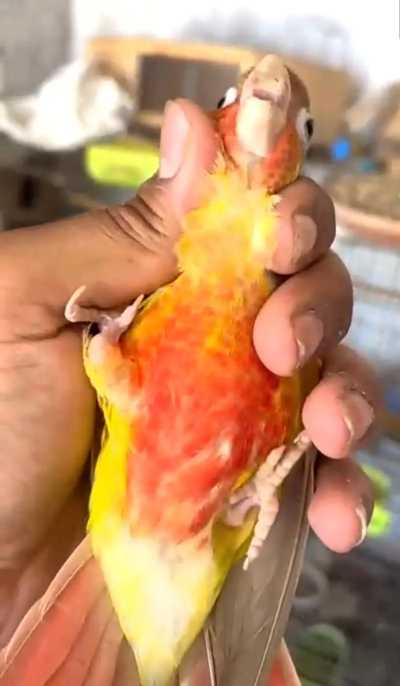 Beautiful Pienapple & yellow sided conure pairs for sale — photo 4