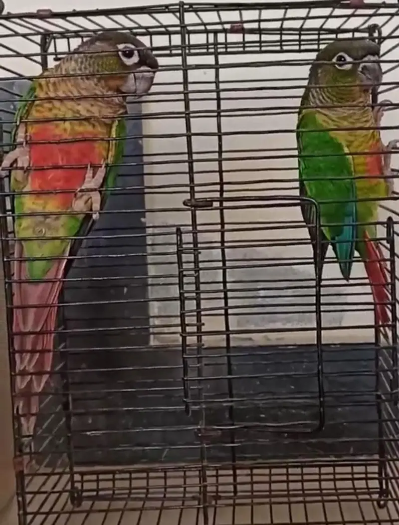 Beautiful Pienapple & yellow sided conure pairs for sale — photo 5