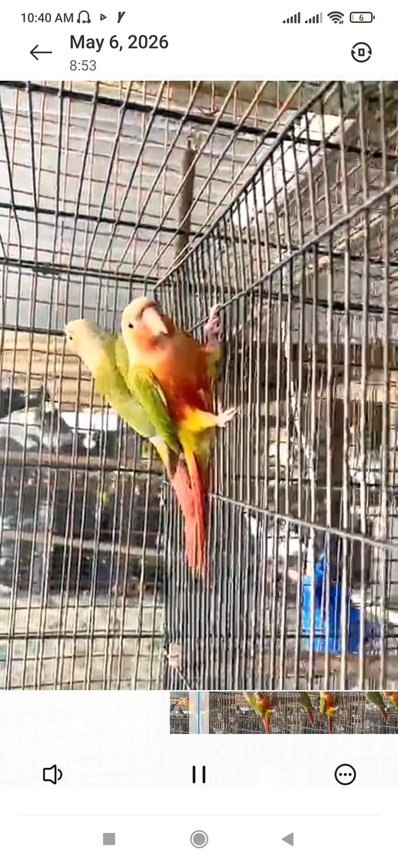 Beautiful Pienapple & yellow sided conure pairs for sale — photo 6