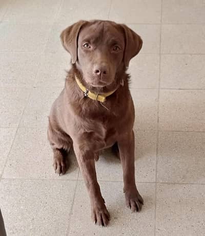Chocolate Labrador Retriever Male for sale