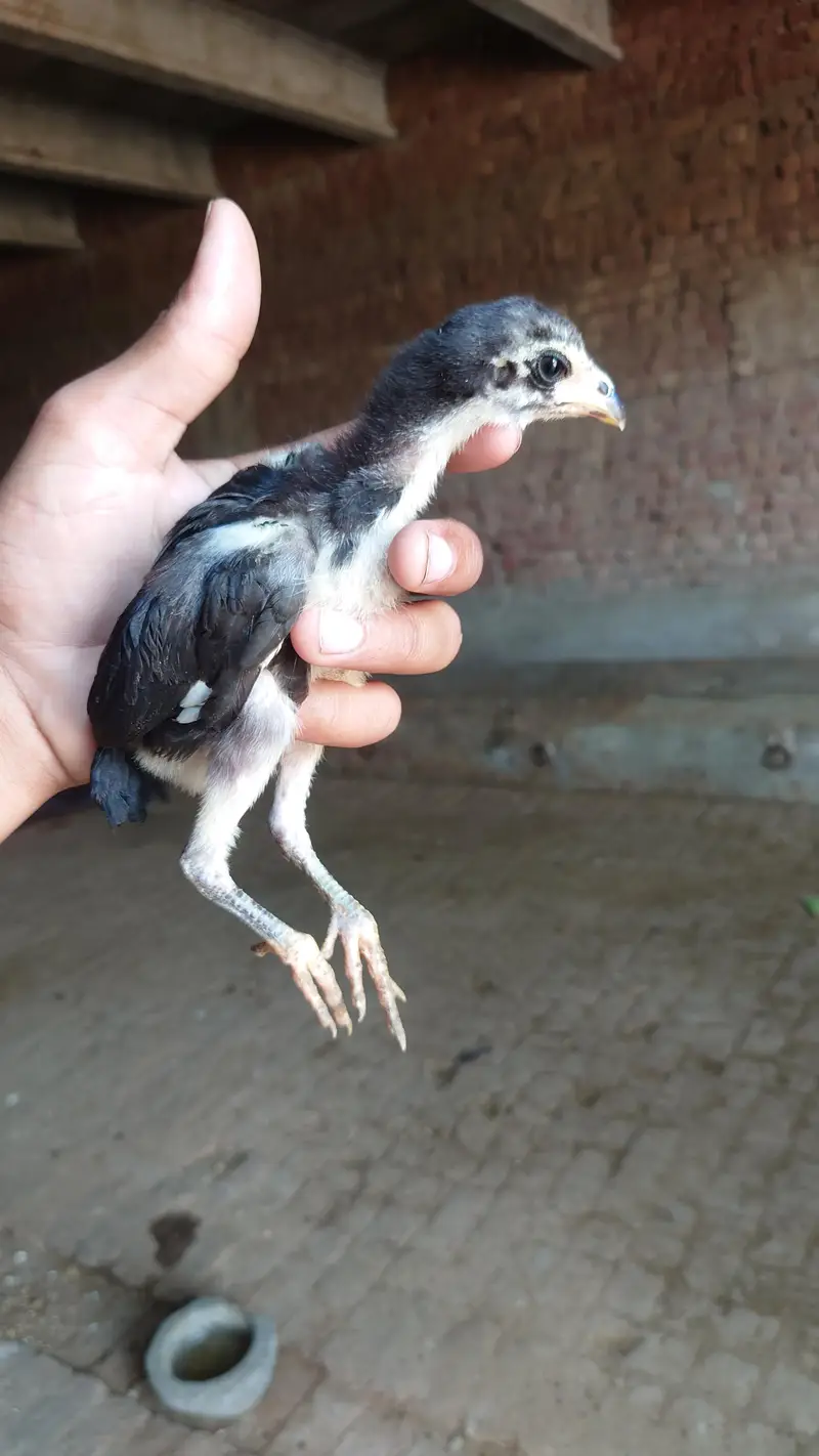 thi aseel chick  available ha Whatsapp 0332. . . . . 862. . . 62. . 42 — photo 7