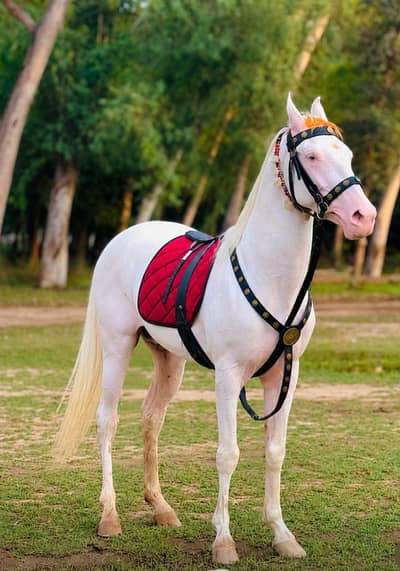 Horse chandi nukra desi