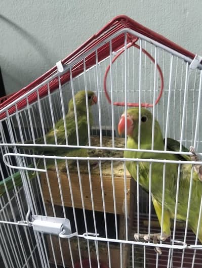 Raw Parrots Pair