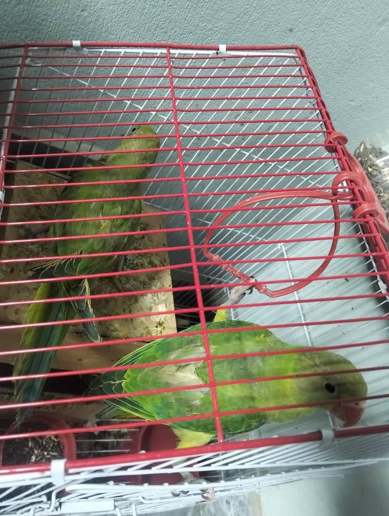 Raw Parrots Pair 1