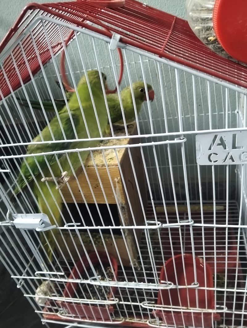 Raw Parrots Pair 2
