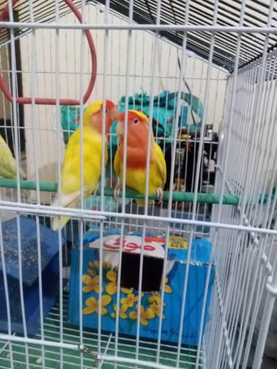 lovebirds full active. . 03079297633