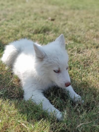 Siberian husky for sale
