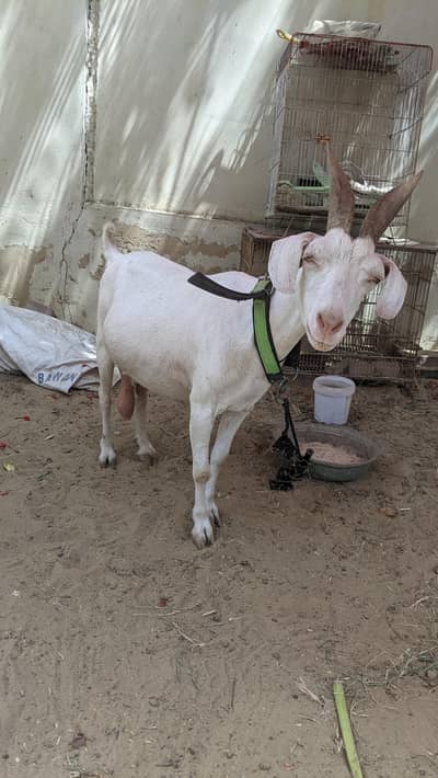 I'm selling main Goat.