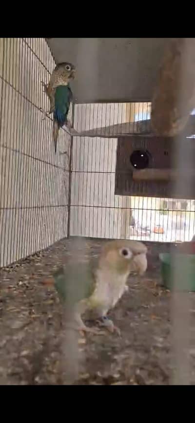 Blue turqoise conure breeder pair for sale