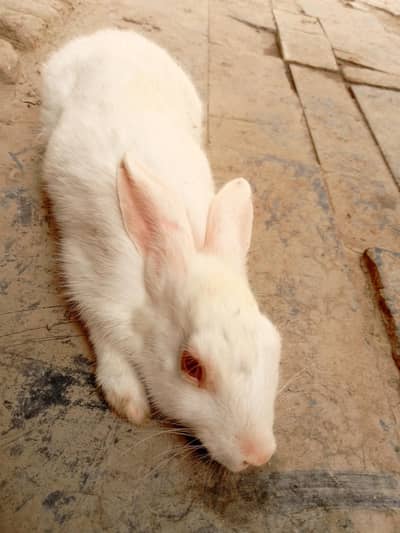 Rabbit  for sale