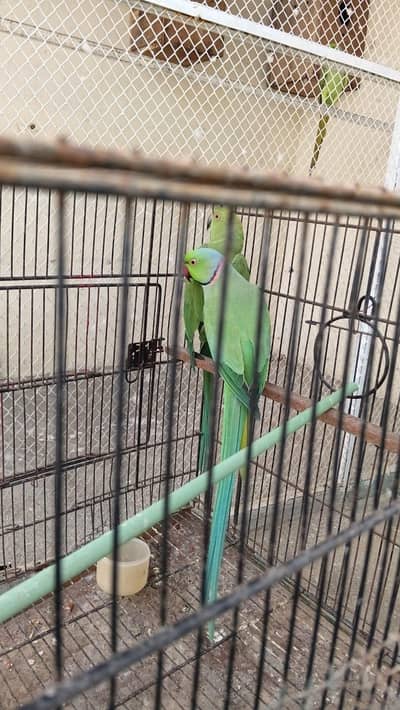 ringneck pair full active  and behtren y confirm pair cros ki video hy